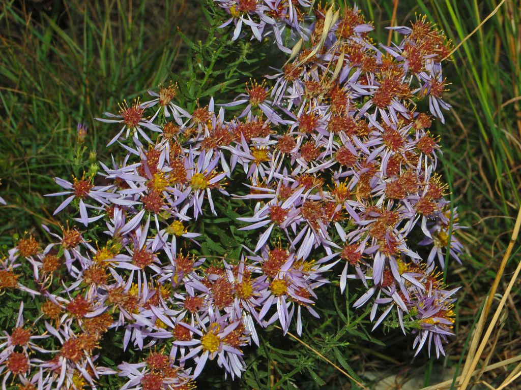 Galatella sedifolia  / Astro scabro